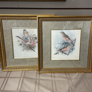 Set Of 2 Minton Bros Bird Prints- Mongolian Desert & Siberian Rose Finches