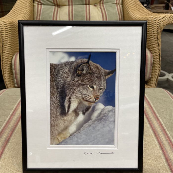 Framed Photo - Bobcat in Winter, Black Frame by Carol & Norrie