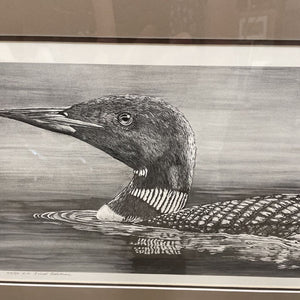 'Common Loon' - Etching Print on Grey Stained Frame/Stand