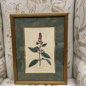 Botanical Print - "Mentha Piperita" in Gold Frame