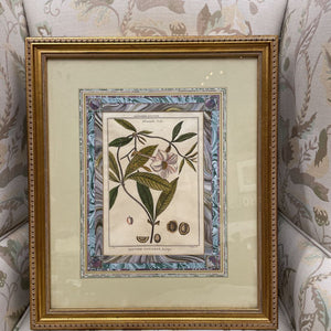 Botanical "Allamauda - Orchie" Lithograph (John Richard) in Gold Frame