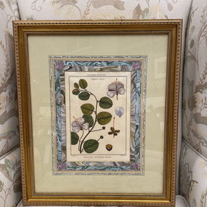 Botanical "Capparis - Caprier" Lithograph - John RIchard in Gold Frame