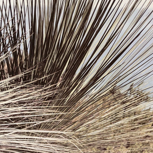 "Wheat Grass" Canvas Print in White Frame