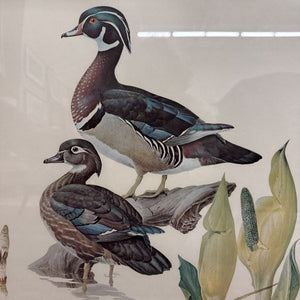 Wood Duck Pair, Signed Print - Green Mat - by James Fenwick Lansdowne