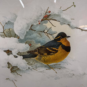 The Varied Thrush - Signed Print by James Fenwick Landowne, Gold Frame