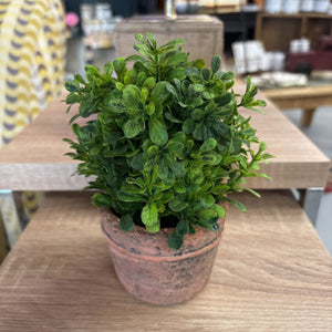 Boxwood Plant in Natural Pot WOODHILL-040