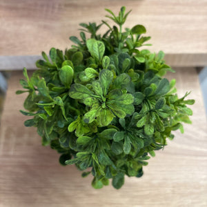Boxwood Plant in Natural Pot WOODHILL-040