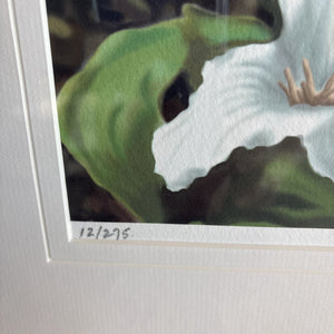 "Trillium Trio" Print By Doug Hook
