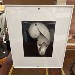 Photo Of Shell In Shadow Box w White Frame