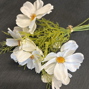 Cosmos Bush of Flowers - Cream