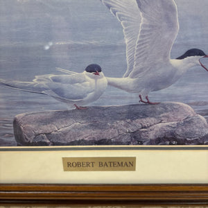 Print - "Arctic Tern" by Robert Bateman