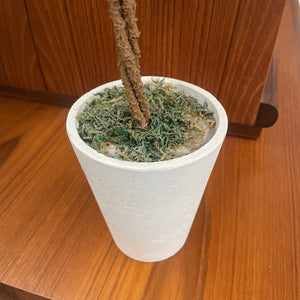 Decorative Boxwood Topiary Plant in White Pot