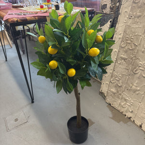 Valencia Lemon Tree - Small