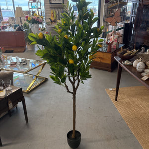 Valencia Lemon Tree - Big