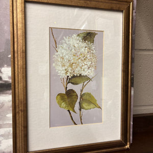 Hydrangea Framed Print