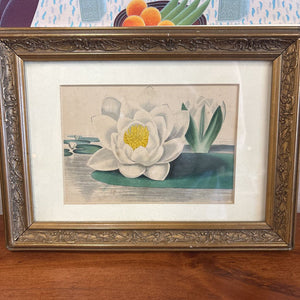 Water Lily Art Print in Gold Frame