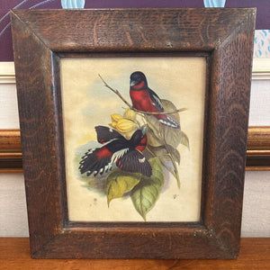Vintage Ornithological Tropical Bird Print in Dark Oak Frame