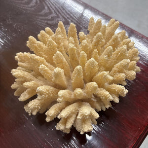 White Branching Finger Coral