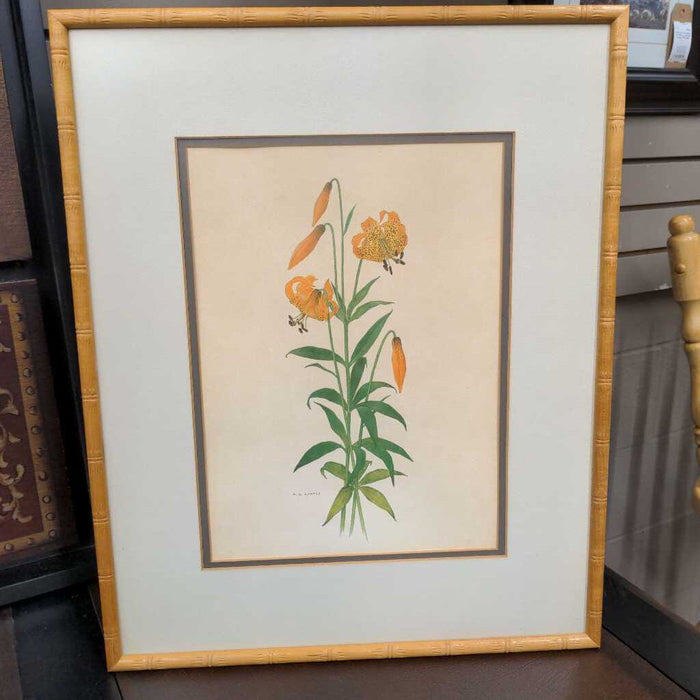 Tiger Lily in Wood Frame