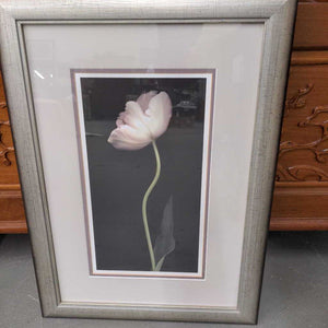 Brushed Silver Framed Still Life Photo of White Tulip