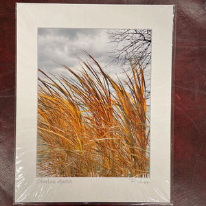 Unframed Print - "Shoreline Grasses" by Leisa Rich